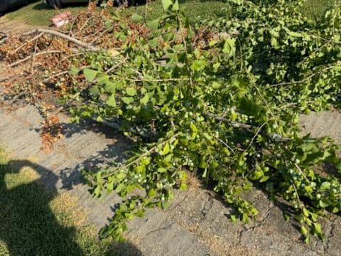 Gallery photos for Efficient Yard Cleanup for a Junk-Free Space: Image #3