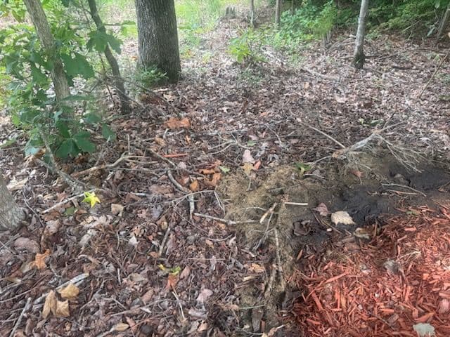 Gallery photos for Swift Debris Cleanup After Recent Storms: Image #1