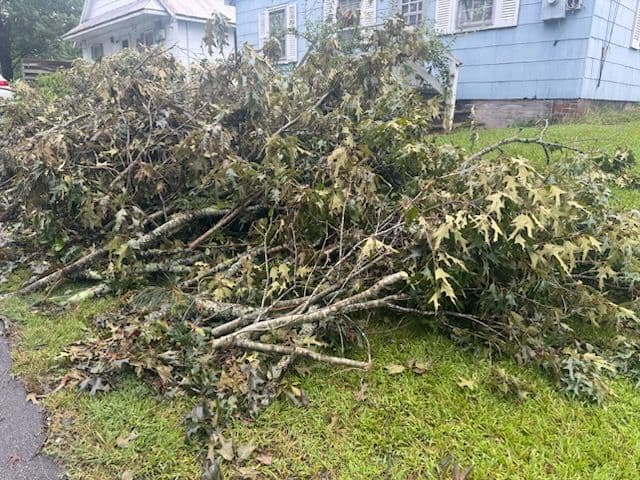 Gallery photos for Storm Debris Clean Up Triumph: Image #1